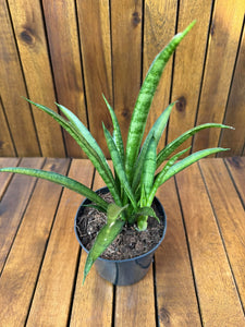 Sansevieria