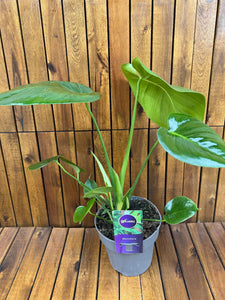 Monstera Delicioda D14