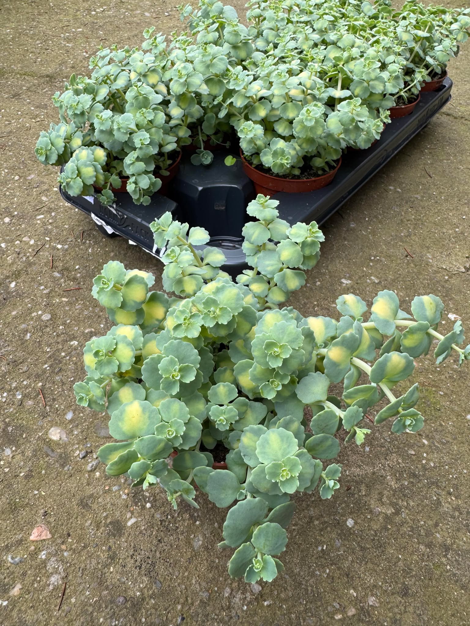 Sedum Sieboldi Mediovariegat