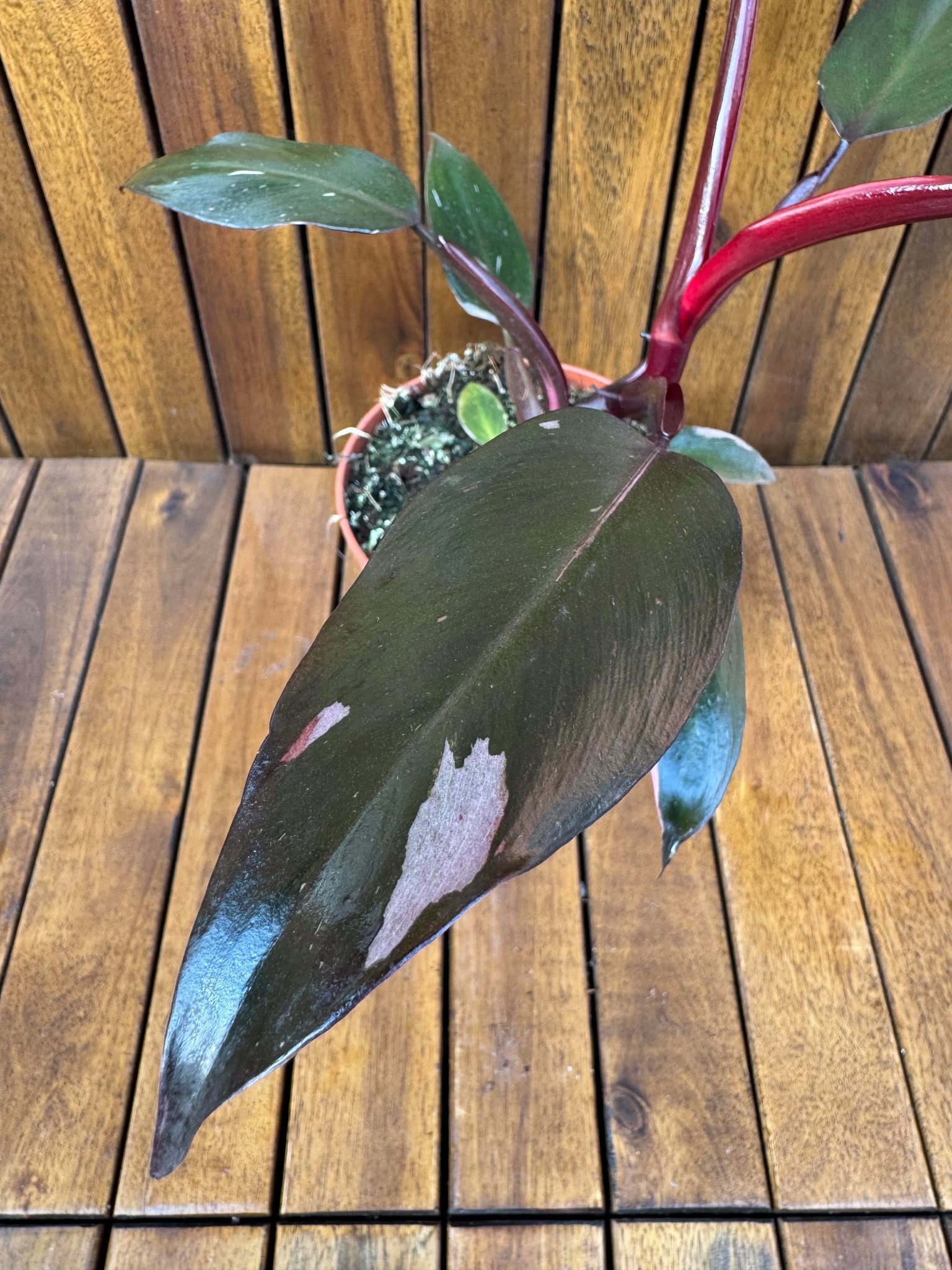 Philodendron Pink Princess