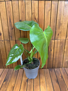 Monstera Delicioda D14