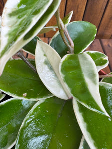 Pachet Hoya Krimson Queen+ Hoya Latifolia Albomarginata