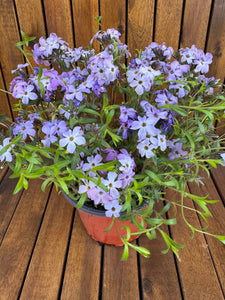 Phlox Subulata Lila