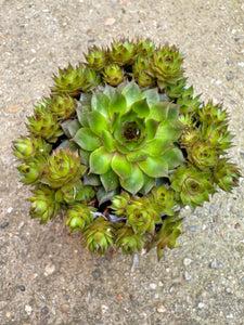Sempervivum