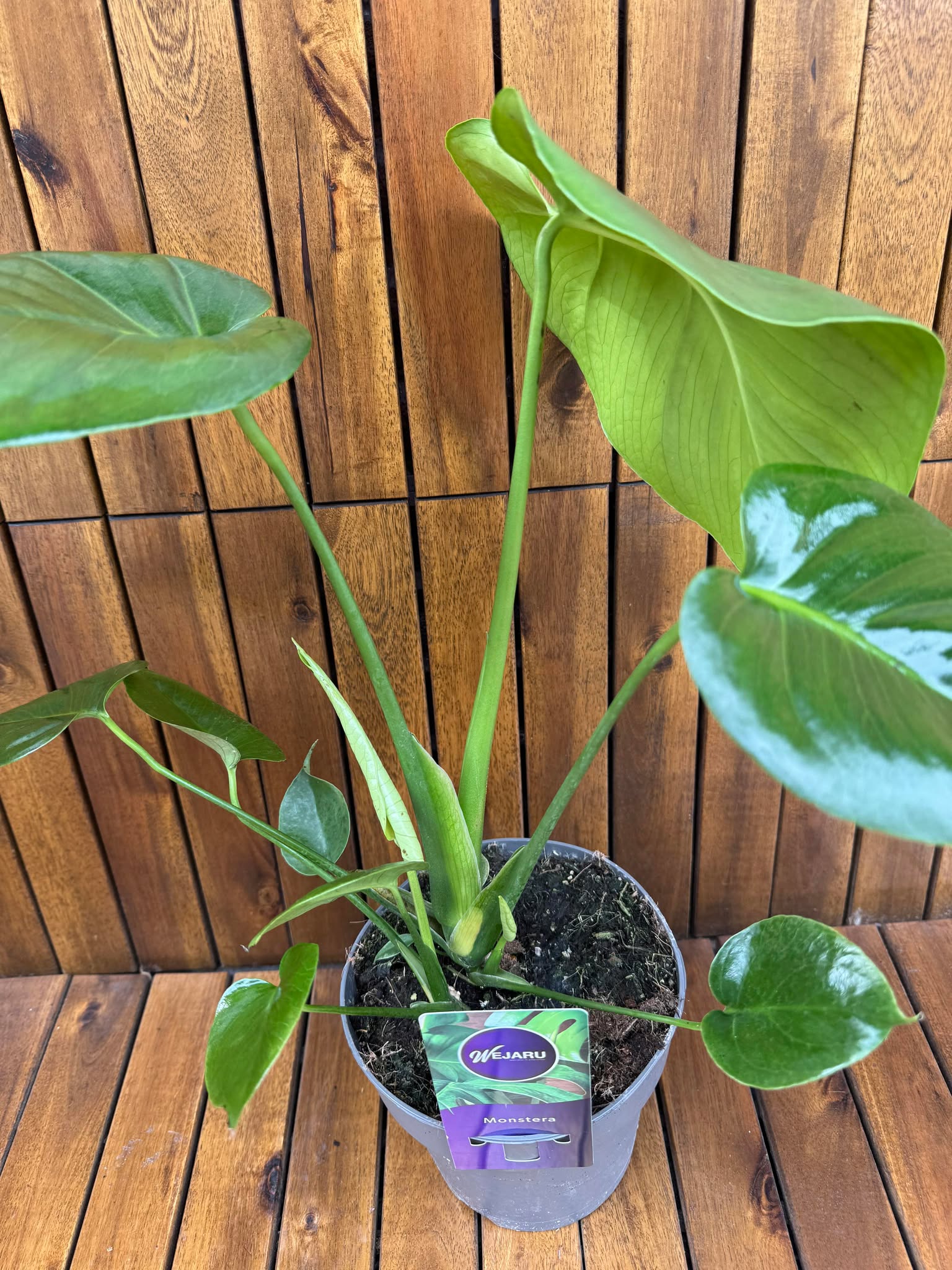 Monstera Delicioda D14