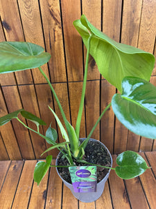 Monstera Delicioda D14