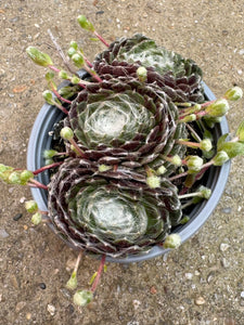 Sempervivum