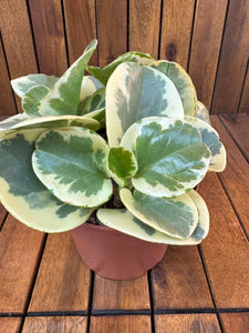 Peperomia Obtipan Bicolor