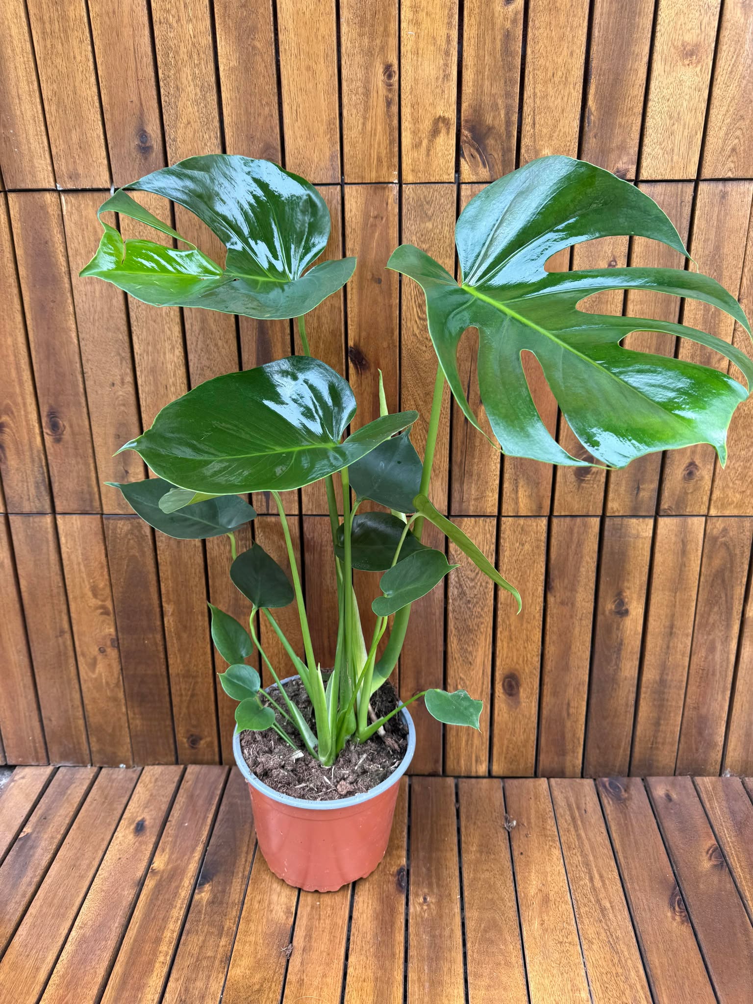 Monstera Deliciosa H70