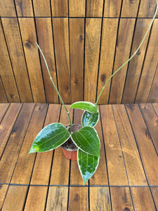 Hoya Latifolia Albomarginata