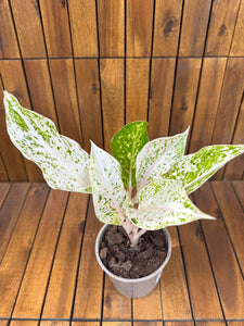 Aglaonema White Panama