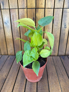 Homalomena Emerald