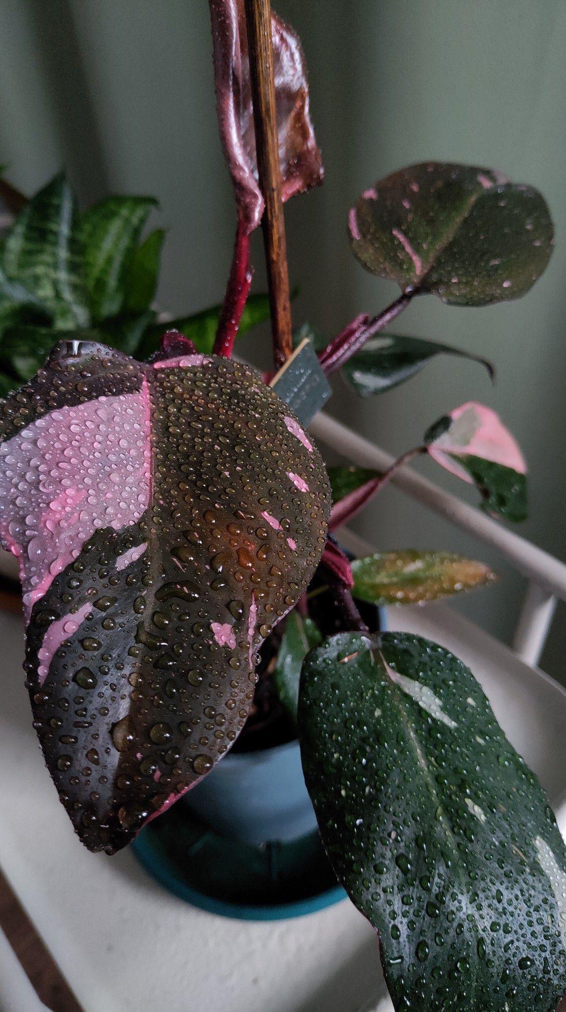 Philodendron Pink Princess
