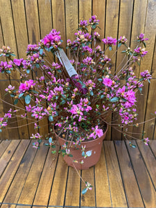 Azaleea Amoena