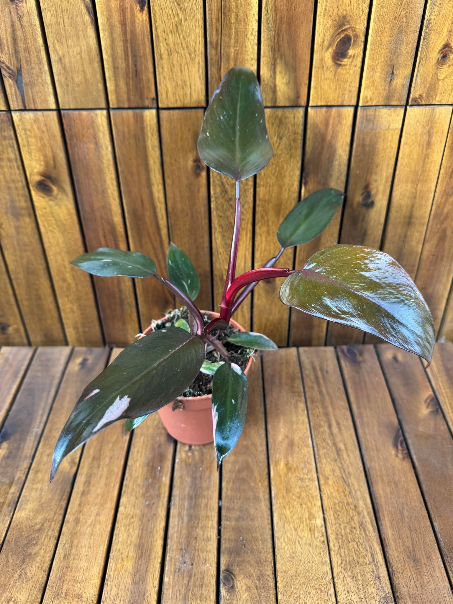 Philodendron Pink Princess