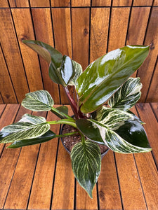 Philodendron Birkin