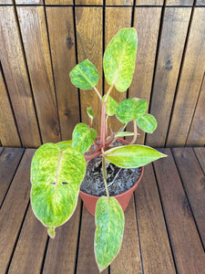 Philodendron Painted Lady