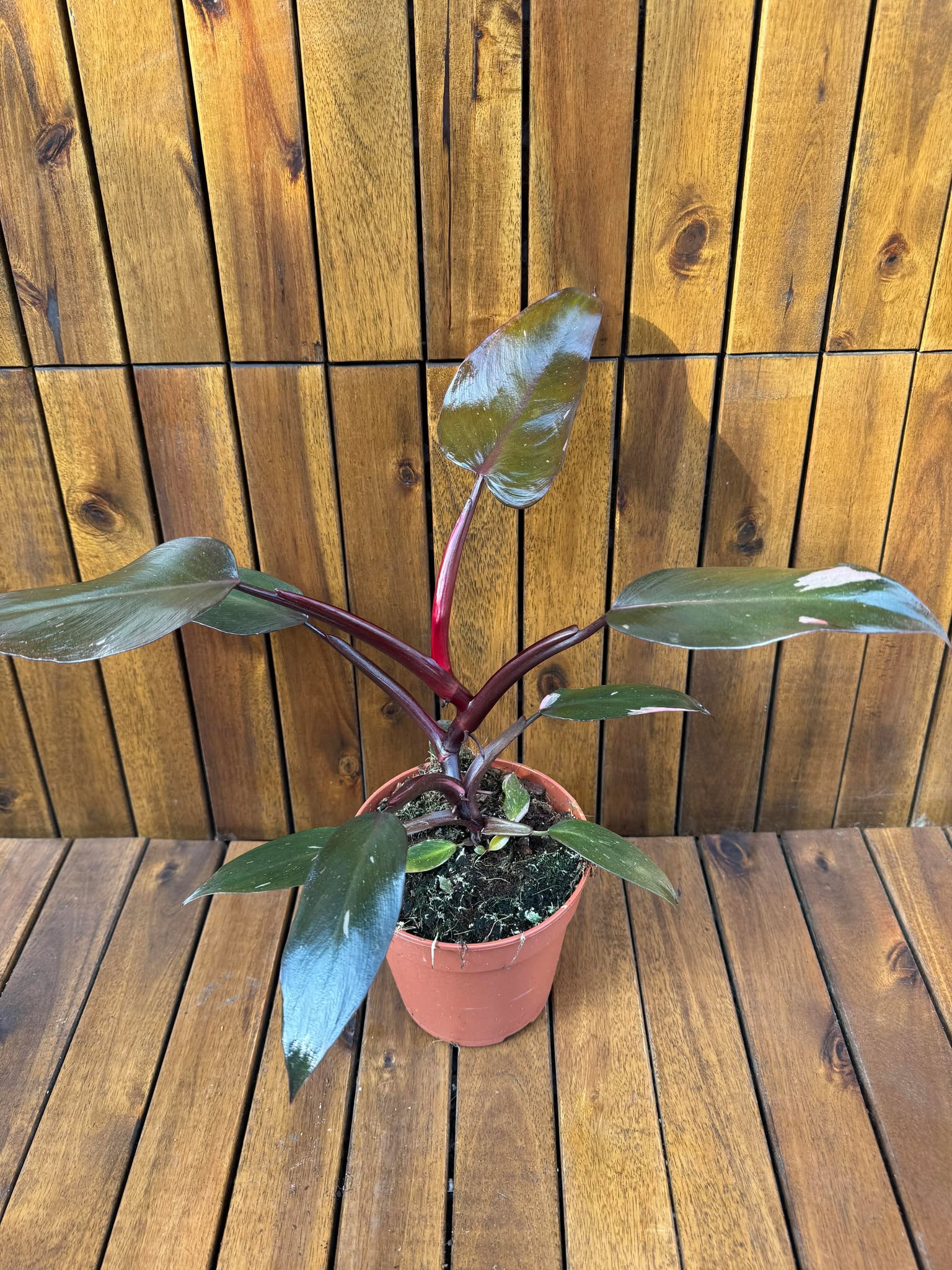 Philodendron Pink Princess