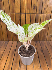 Aglaonema White Panama