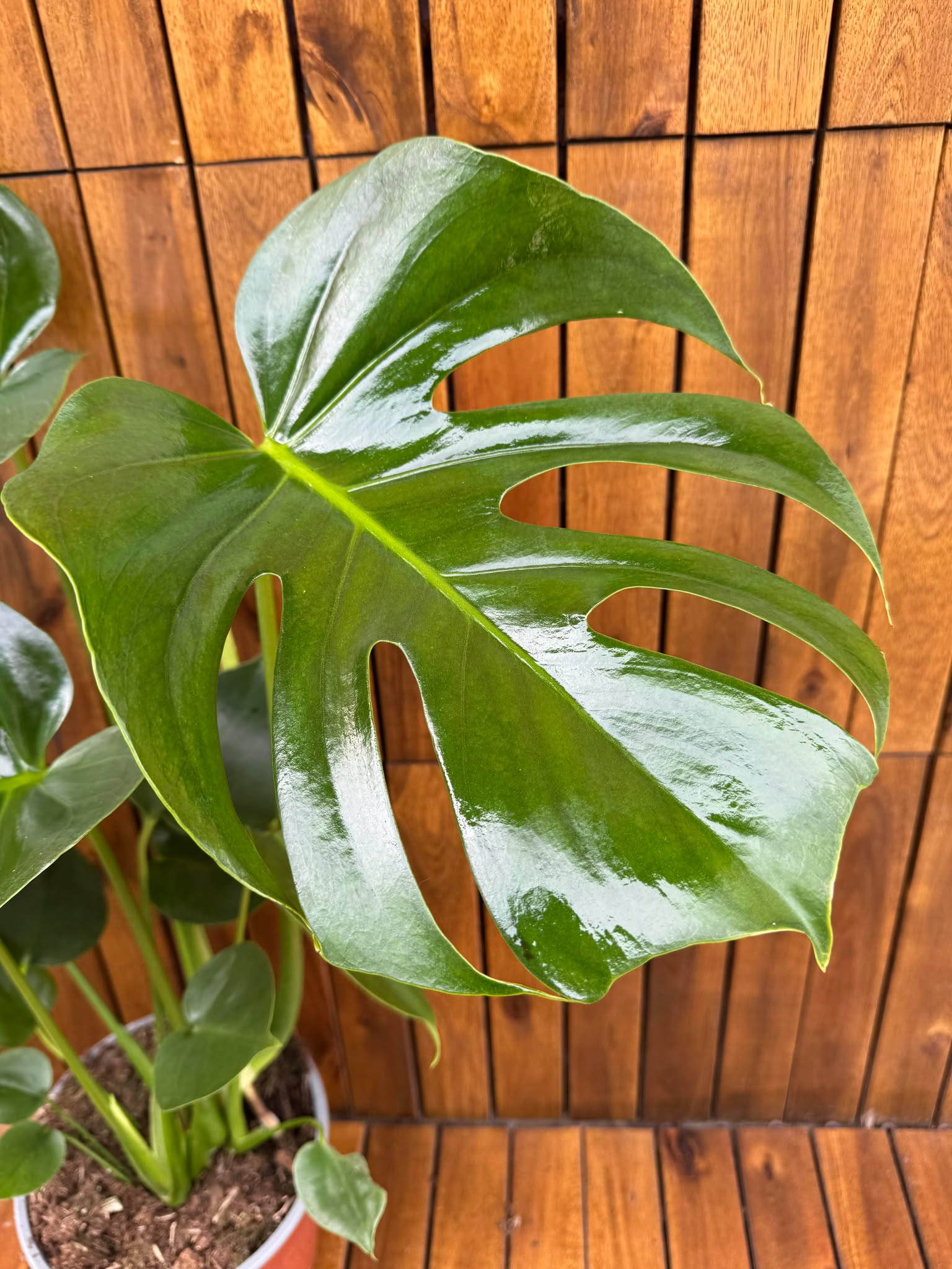 Monstera Delicioda D14