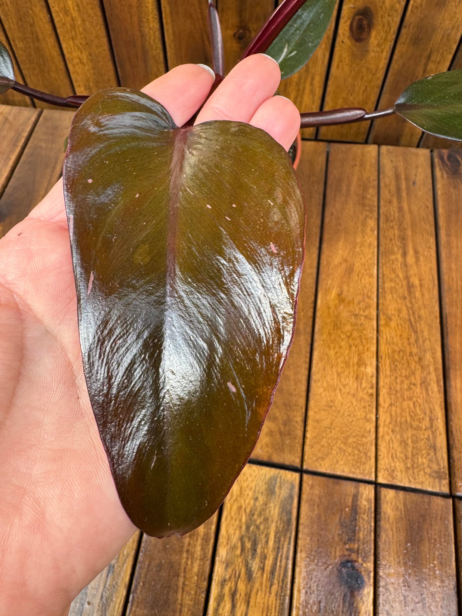 Philodendron Pink Princess