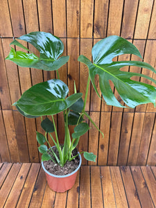 Monstera Deliciosa H70