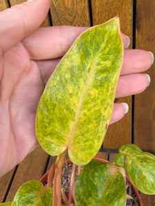 Philodendron Painted Lady
