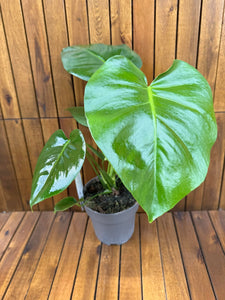 Monstera Delicioda D14