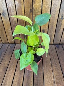 Homalomena Emerald