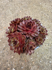 Sempervivum
