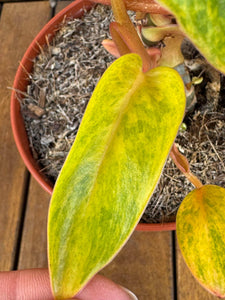 Philodendron Painted Lady