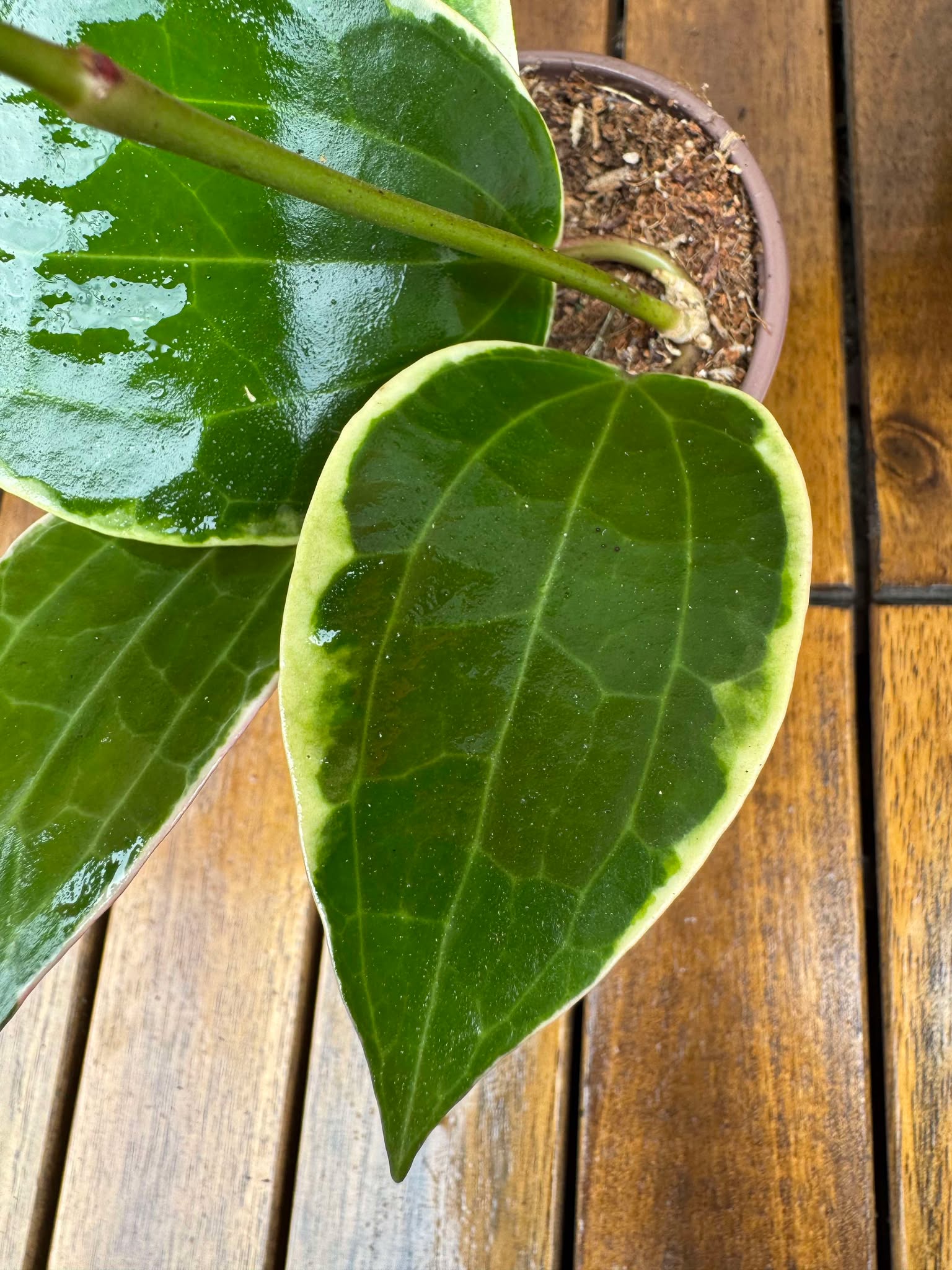 Pachet Hoya Krimson Queen+ Hoya Latifolia Albomarginata