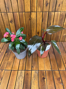 Pachet Euphorbia Milli+ Philodendron Pink Princess