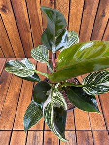 Philodendron Birkin