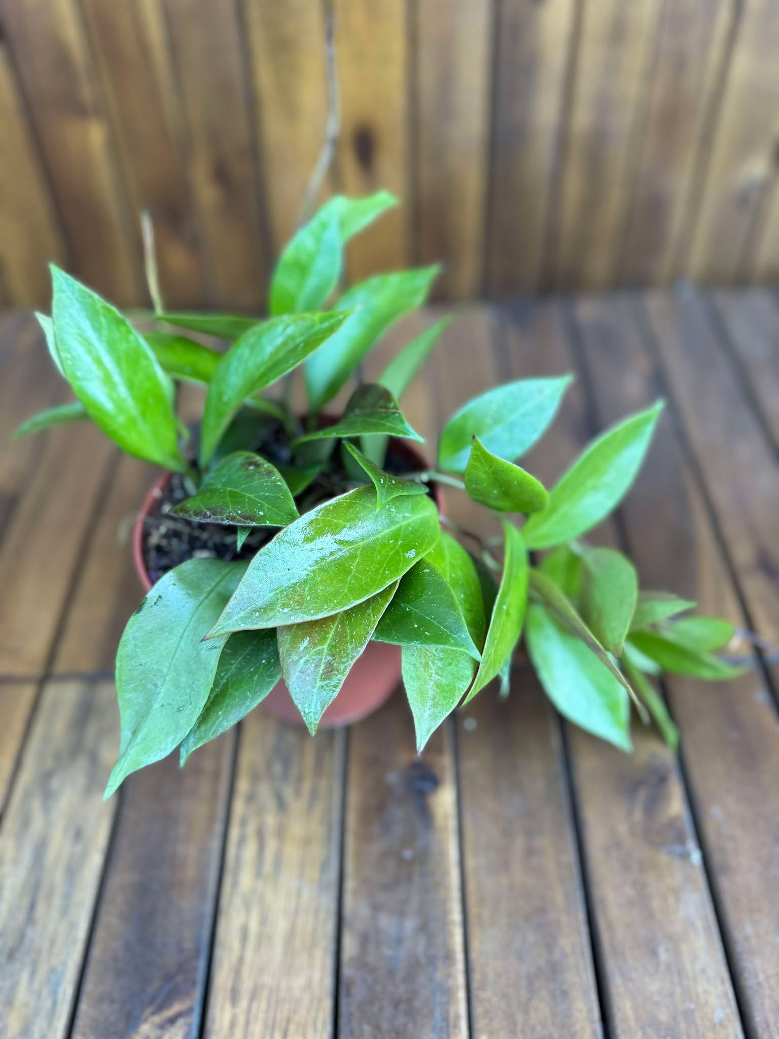 Hoya Sunrise