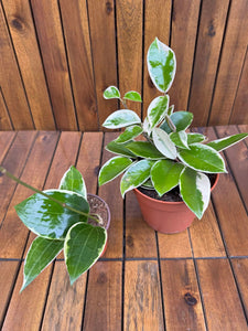 Pachet Hoya Krimson Queen+ Hoya Latifolia Albomarginata