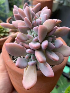 Graptoveria Opalina