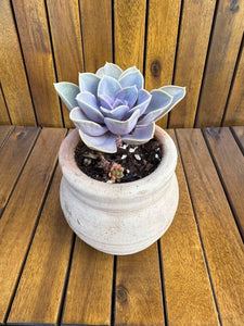 Echeveria Perle von Nurnberg, in ghiveci ceramic