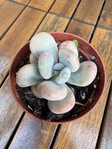 Graptopetalum Amethystinum
