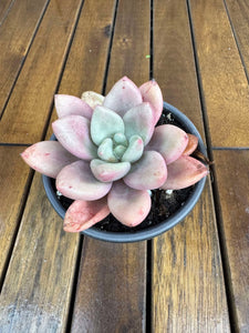 Graptoveria Opalina