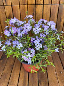 Phlox Subulata Lila