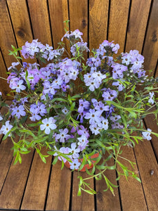 Phlox Subulata Lila