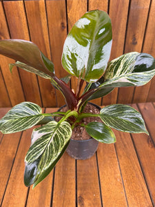 Philodendron Birkin