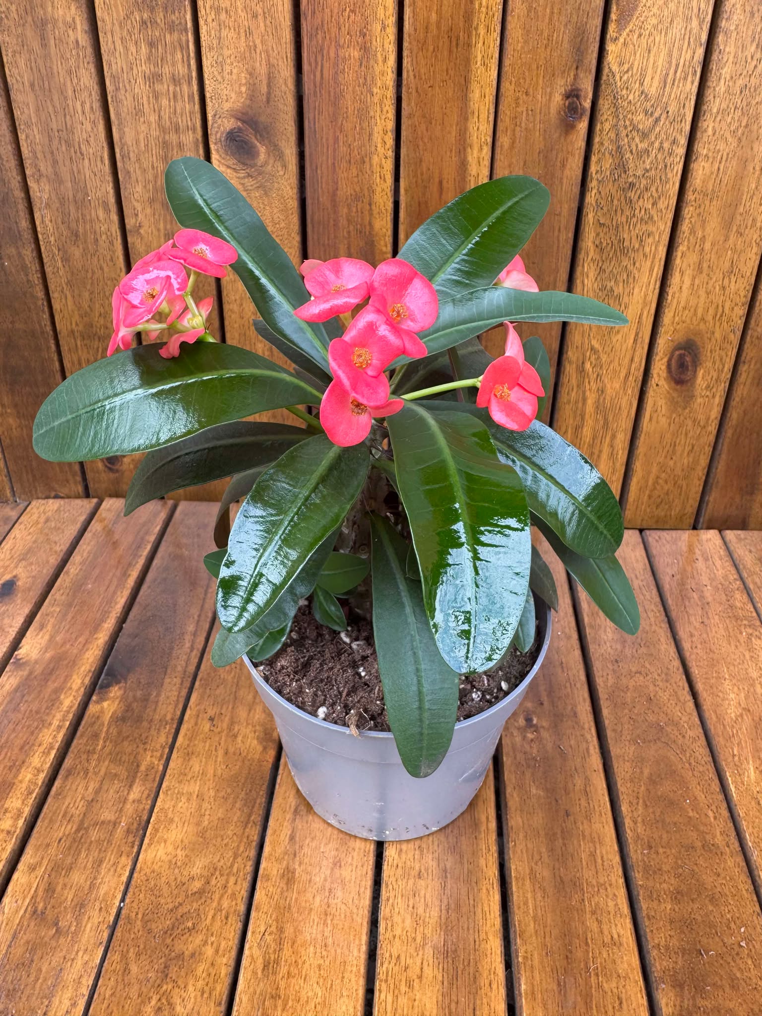 Pachet Euphorbia Milli+ Philodendron Pink Princess