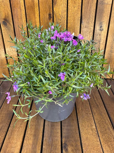Phlox Subulata