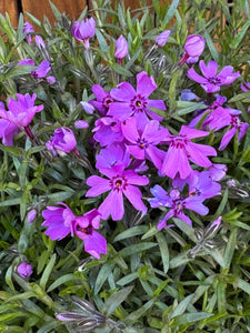 Phlox Subulata