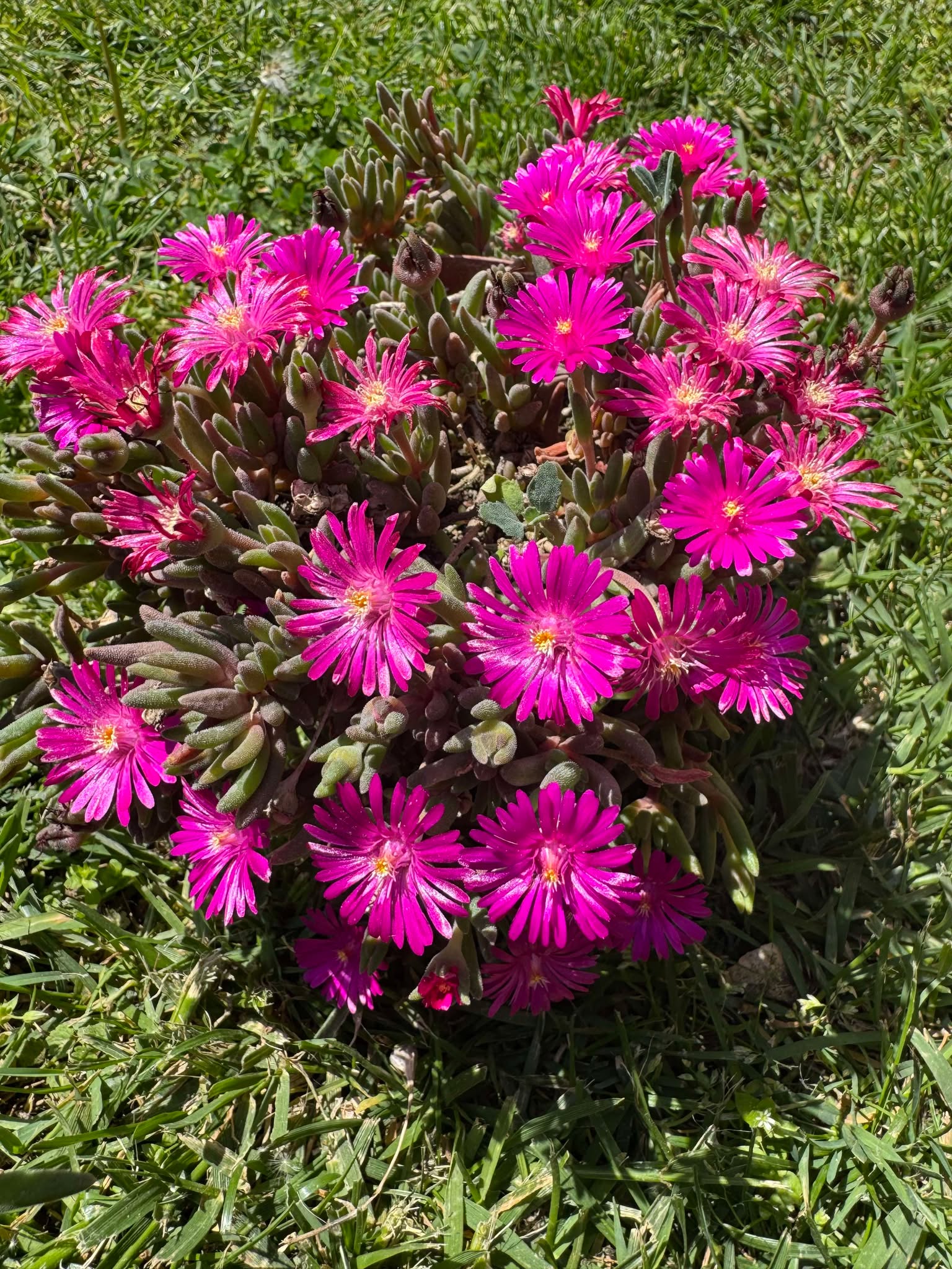 Delosperma Purple