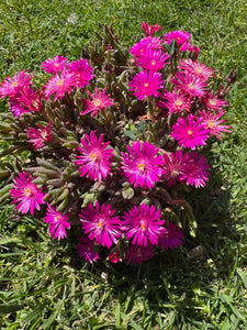 Delosperma Purple