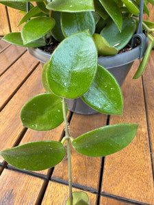Hoya Mathilde D15