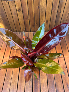 Philodendron Red Sun (exemplarul din foto)